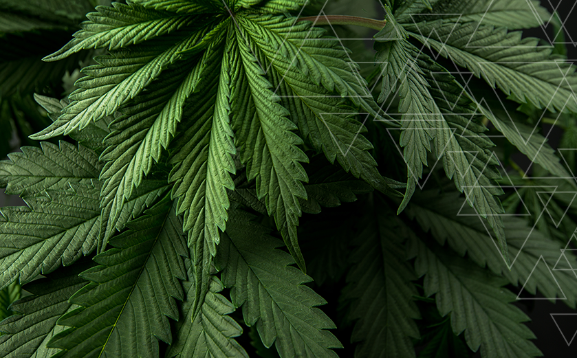 Hemp Crop Insurance Adams Insurance Advisors