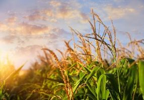 Sunlit corn field under beautiful sky with clouds, closeup view