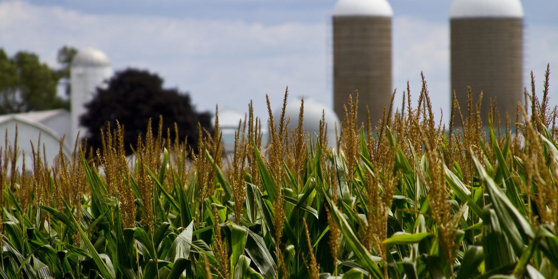 Grain silos at a family farm rise above a late summer cornfield in southern Michigan.