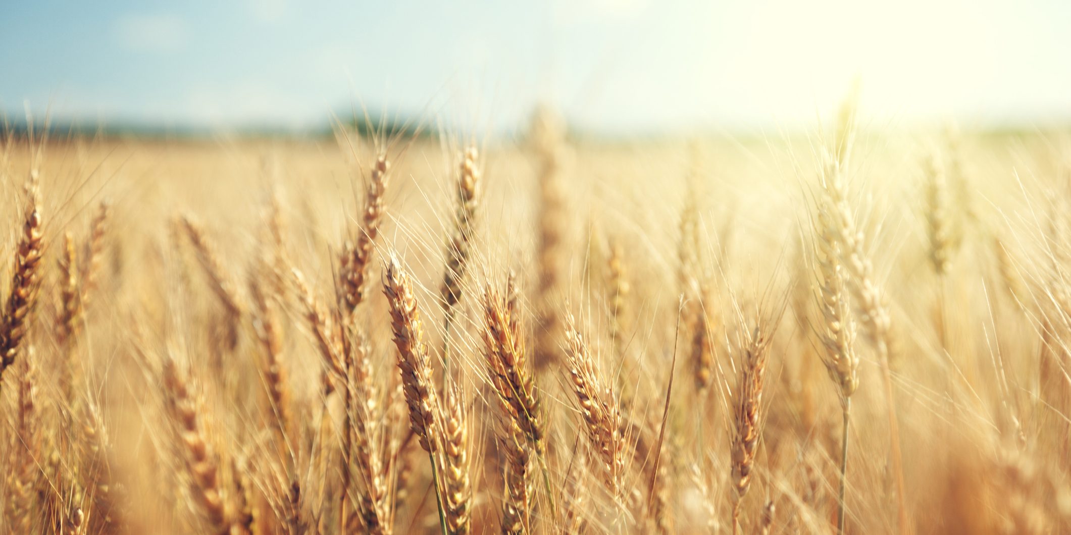 golden wheat field and sunny day